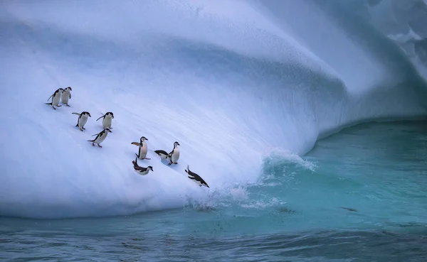 Penguenler grup suya buzlu yokuş aşağı akıyor. Andreev.