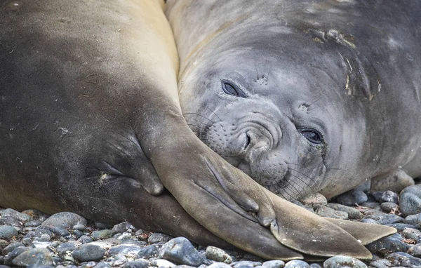 Deniz mühür ve yüzgeçleri onun arka çift namlu portresi. Andreev.