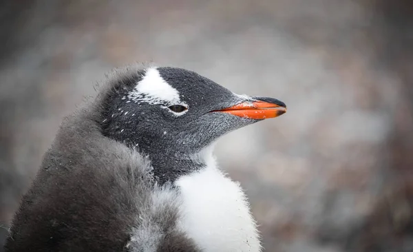 Retrato de um focinho de pinguim close-up. Andreev . Imagem De Stock
