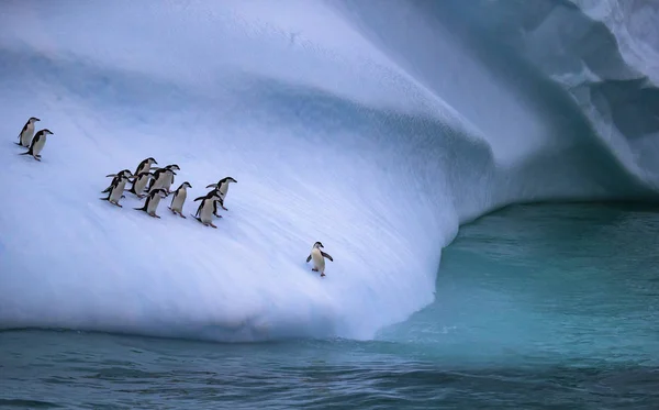 A colônia de pinguins se aproxima da água. Um pinguim fica na encosta do iceberg perto da água. Andreev . Imagem De Stock