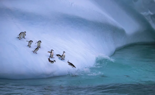 O grupo de pinguins está rolando pela encosta gelada na água. Andreev . Imagem De Stock