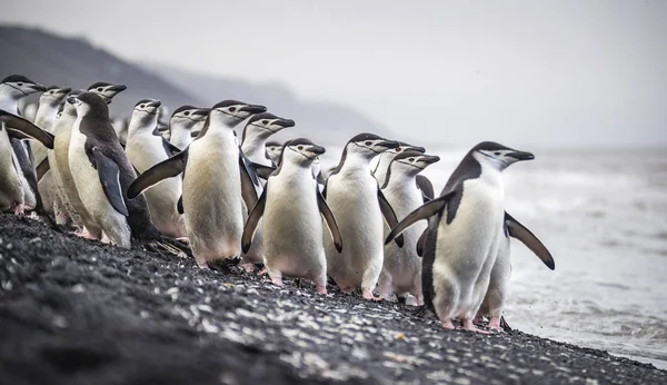 Um bando de pinguins antárticos fica na praia perto da água. Andreev . Imagens Royalty-Free