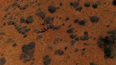 Namibya savannah bir zürafa aile grazes.