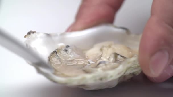 Close-up of a shell with an oyster. — Stock Video