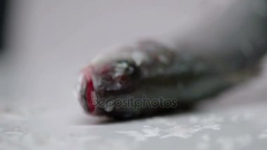 Balık kafası ve ölçekler üzerinde beyaz bir yüzeye yakın çekim.