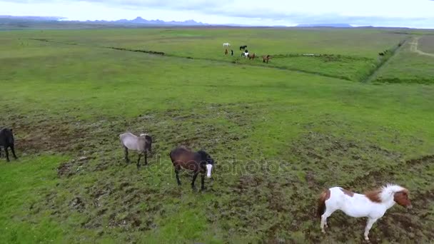 Les chevaux paissent dans la plaine d'Islande. Andreev .