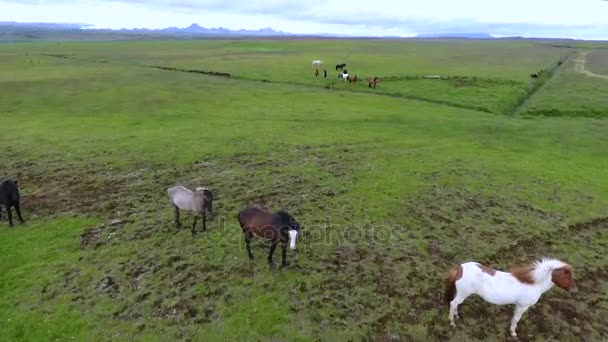 Hästar betar på slätten i Island. Andreev. — Stockvideo