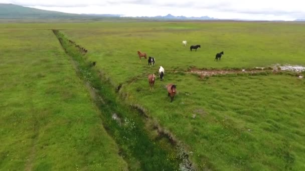 Panorama av betesmark med hästar på Island. Andreev. — Stockvideo