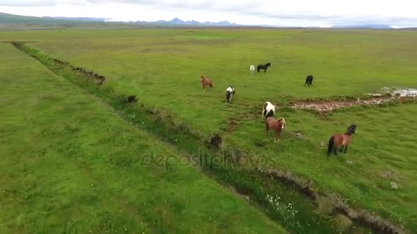 Cavalos selvagens pastam nos campos da Islândia. Andreev . — Vídeo de Stock