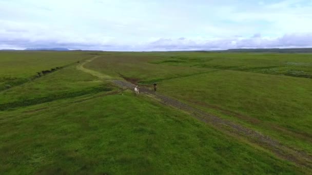 Dois cavalos aéreos atravessam a planície na Islândia. Andreev . — Vídeo de Stock