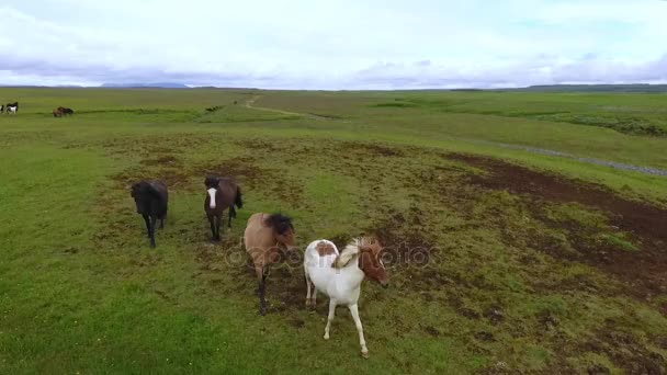 En flock Islandshästar betar på slätten. Andreev. — Stockvideo
