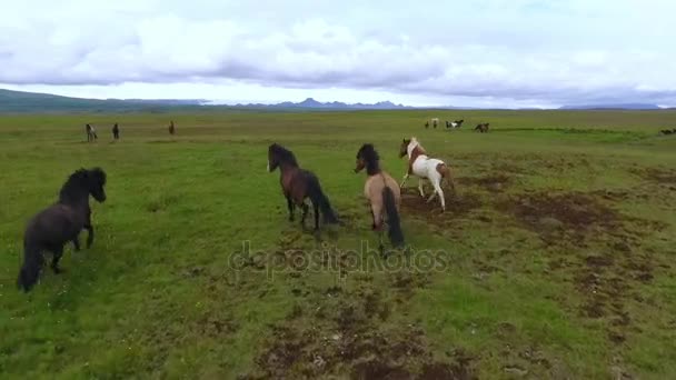 Islandshästar springa runt Hagen. Andreev. — Stockvideo