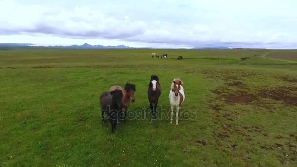 馬の群れは、アイスランドの牧草地に立っています。アンドレーエフ. — ストック動画