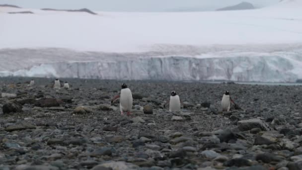 Grupos de tres pingüinos caminan sobre piedras. Andreev. . — Vídeos de Stock