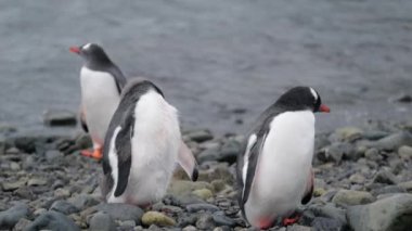 Üç penguenler okyanus kıyısında durmak. Andreev.
