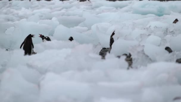 Tučňák jede do balení uprostřed ledovce. Andreev. — Stock video