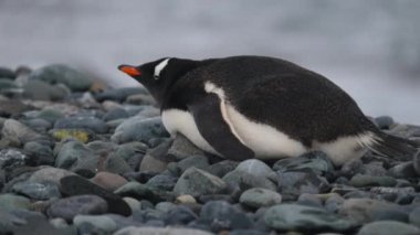 Penguen yalanlar karın üzerine kapatın. Andreev.