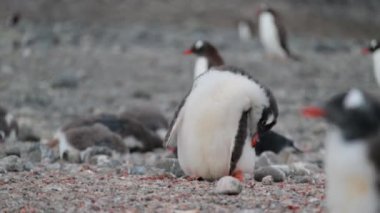 Küçük bir Antarktika pengueni adım atıyor. Andreev.
