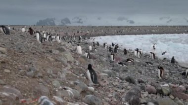 Penguenler büyük bir sürü Kayaların etrafında buzulun üzerinde durabilen. Andreev.