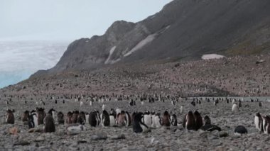 Bir sürü penguenler yakınındaki dağlarda Antarktika. Andreev.