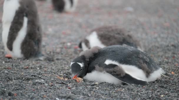 Il pinguino giace sul suo stomaco e mangia. Andreev . — Video Stock