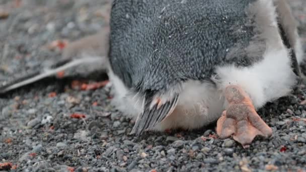 Cola y patas de pingüino de cerca. Andreev. . — Vídeo de stock