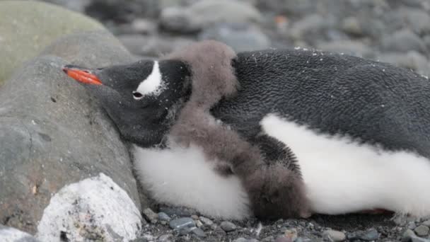 De pinguïn ligt en zijn hoofd leunt op de steen. Andrejev. — Stockvideo