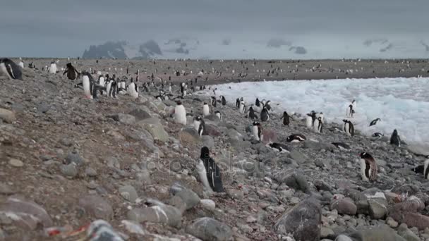 Sekumpulan besar penguin berdiri di bebatuan di sekitar gletser. Andreev . — Stok Video