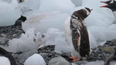Penguen buz parçalara düşüyor. Andreev.