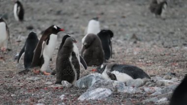 Bir sürü penguenler Antarktika çakıl taşları üzerinde bekletin. Andreev.