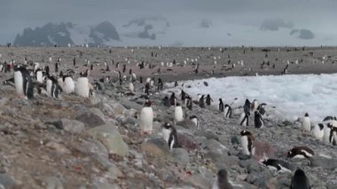 Antarktika penguenler çok sayıda görünümünü. Andreev.