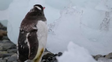 Penguen çakıl üzerinde duruyor. Andreev.