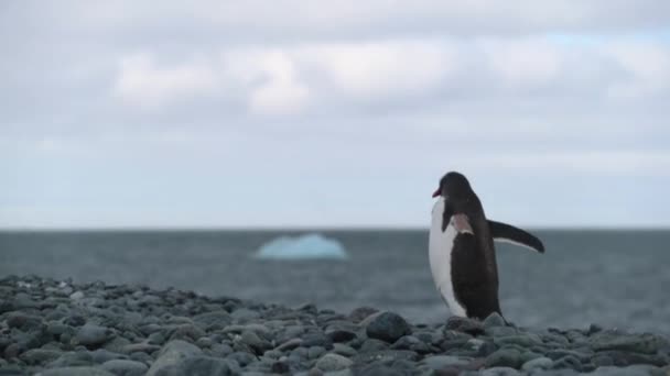 Pingvin går på stenar på stranden. Andreev. — Stockvideo