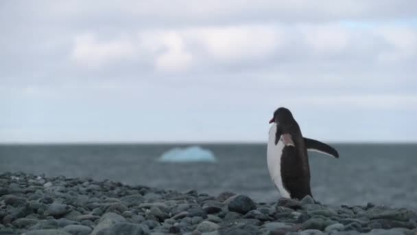 Penguin chodí na skalách na břehu oceánu. Andreev. — Stock video