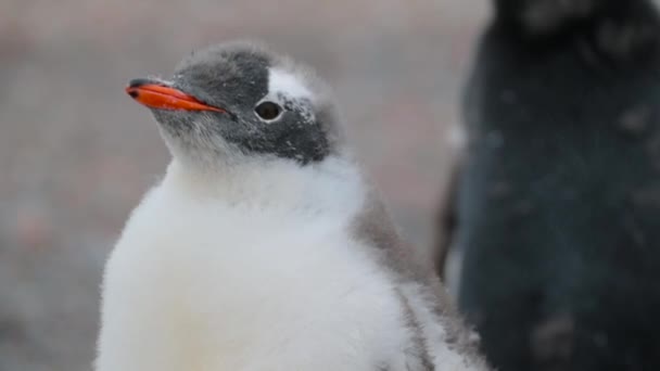 Pinguins focinho close-up. Andreev . — Vídeo de Stock