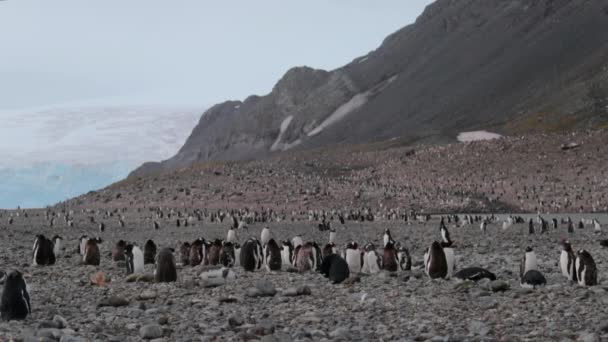 Pinguïns leven op een berghelling met rotsen. Andrejev. — Stockvideo