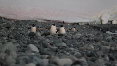 Penguenler bir grup içinde güneşin ışınları çakıl boyunca yürüyüş. Andreev.