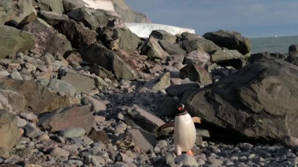 Der Pinguin steigt die Kieselsteine vom Hügel herab. andreev. — Stockvideo