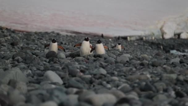 En grupp av pingviner vandrar längs småsten i solnedgången strålar. Andreev. — Stockvideo