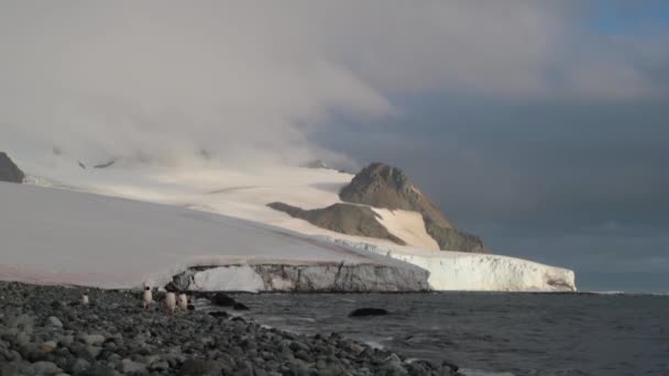 Cinco pingüinos caminan a lo largo de la costa. Andreev. . — Vídeos de Stock