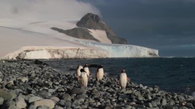 Beş penguenler çakıl suya yakın durmak ve etrafına baktı. Andreev