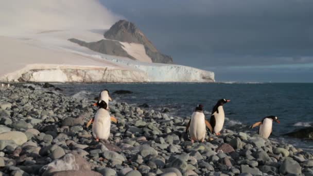 Cinco pinguins caminham sobre seixos na costa oceânica. Andreev — Vídeo de Stock