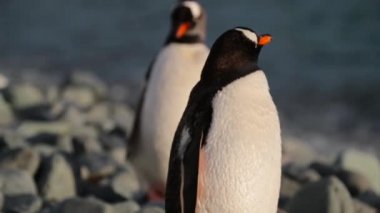 Penguen okyanusa sunset yakınında. Andreev.