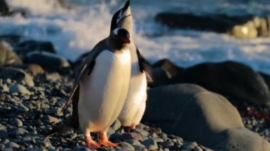 Penguenler farklı doğurmak çakıl suya yakın durmak. Andreev.