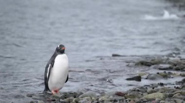Penguen damla baldır ve kuyruk sallıyor. Andreev.
