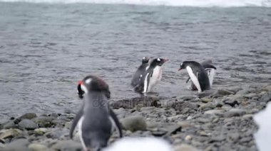 Penguenler su ve dalış gel. Andreev.