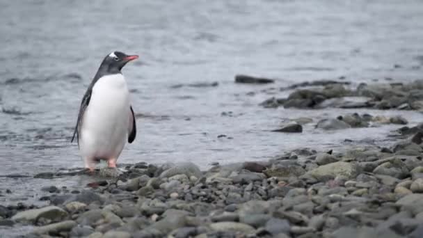 El pingüino está parado sobre una piedra en el agua. Andreev. . — Vídeos de Stock