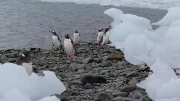 Uno stormo di pinguini sulla riva dell'oceano. Andreev . — Video Stock