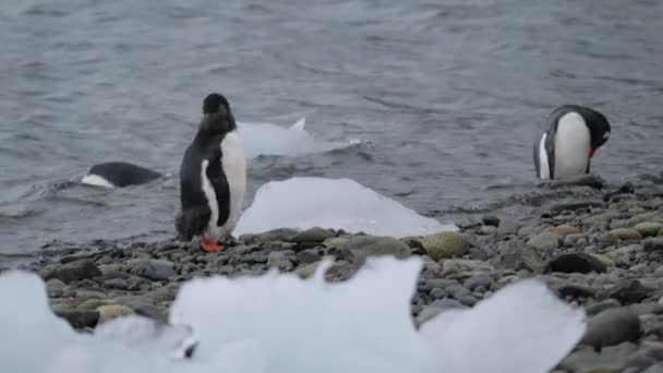 Los pingüinos entran al agua y comienzan a nadar. Andreev. . — Vídeos de Stock