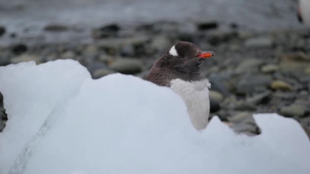 Mynningen på pingvin närbild mot stranden. Andreev. — Stockvideo